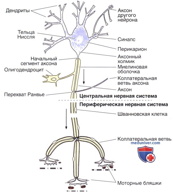 нейроны