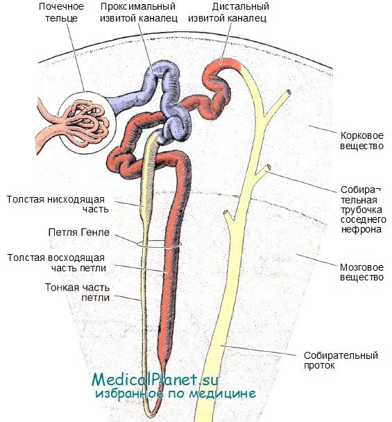 Строение почечного тельца - нефрона. Гистология, функции нефрона