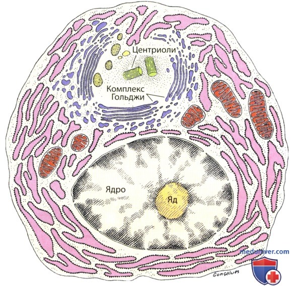 плазматические клетки