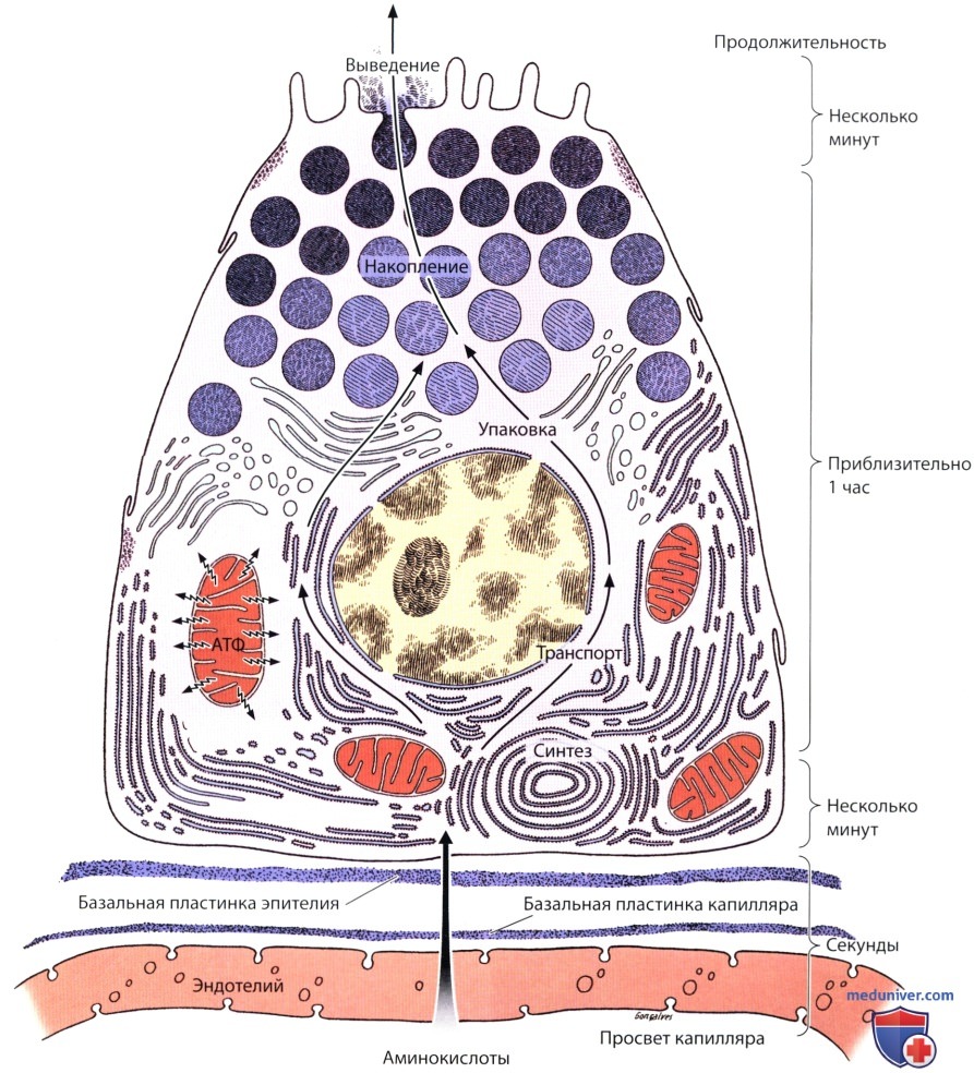 серозные клетки желез