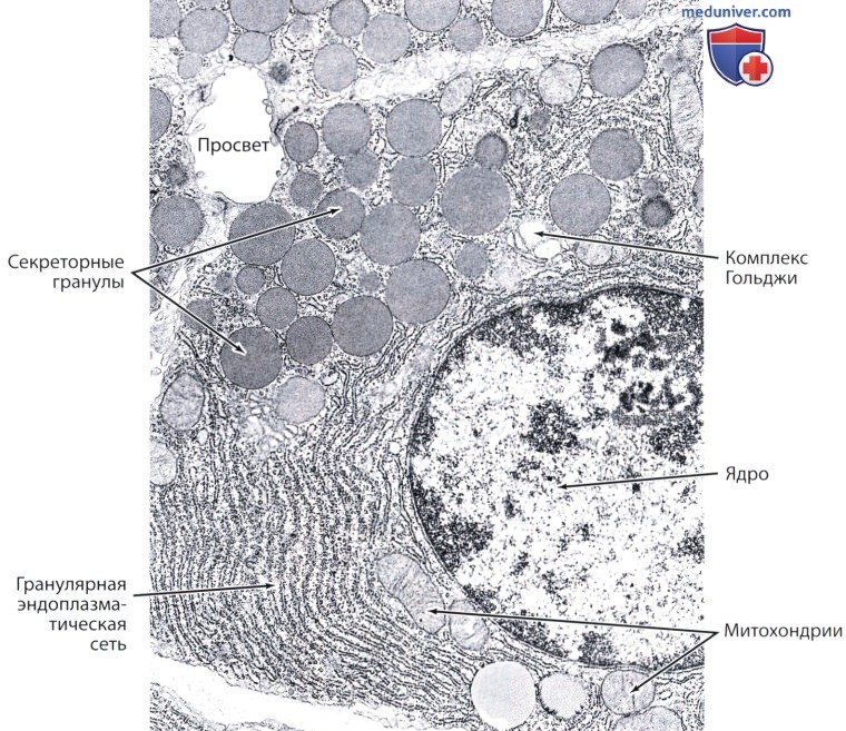 серозные клетки желез