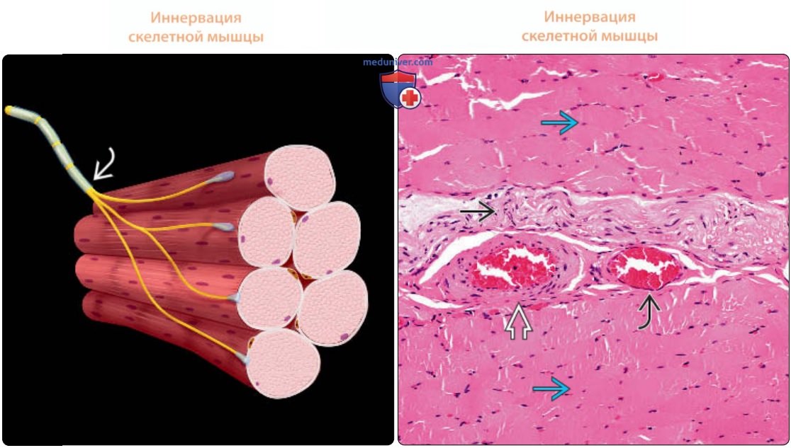 Скелетная мышца - нормальная гистология под микроскопом