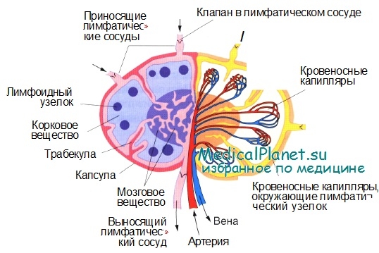 Узел меркурия варфрейм как пройти