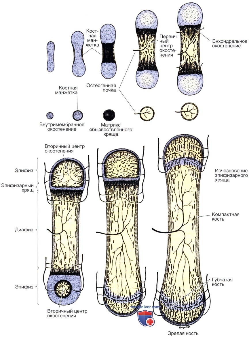 Эндохондральное окостенение кости. Механизмы