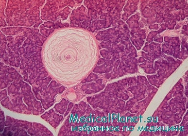 цитология в-клеток поджелудочной железы