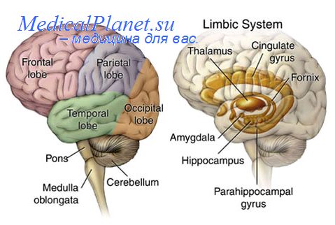 мозжечковая система