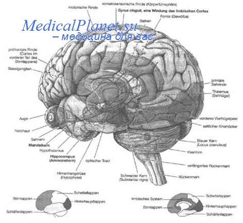 алкалоз и головной мозг