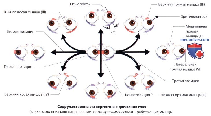 Глазодвигательная функция (регуляция движений глаз)