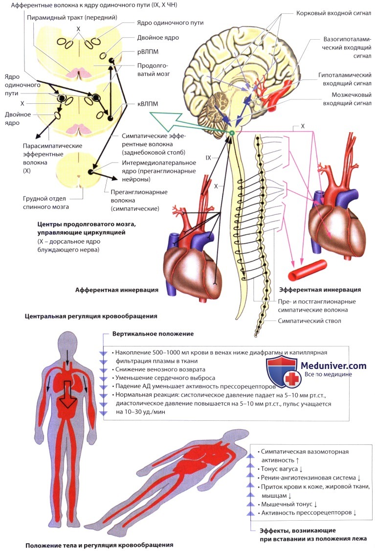 Автономная нервная система сердца и кровообращения - кратко