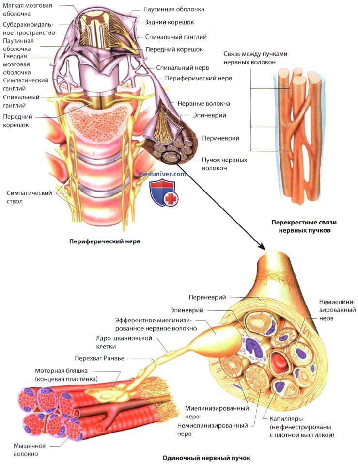 Основные структуры периферической нервной системы