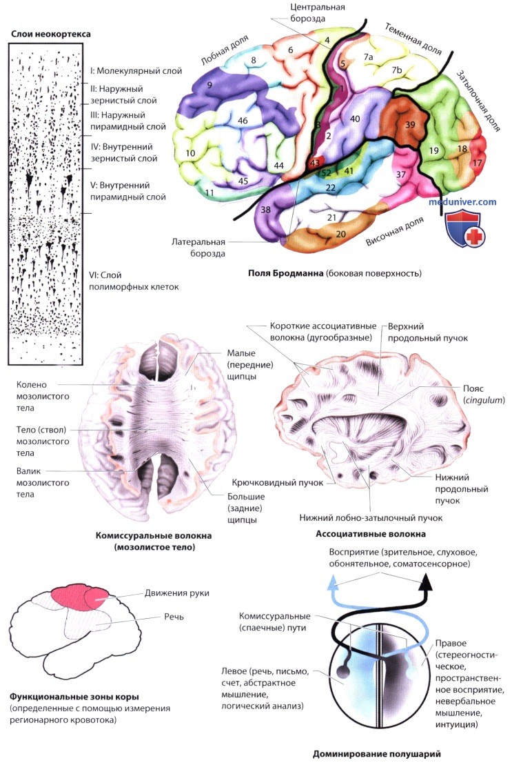 Основные структуры полушарий головного мозга