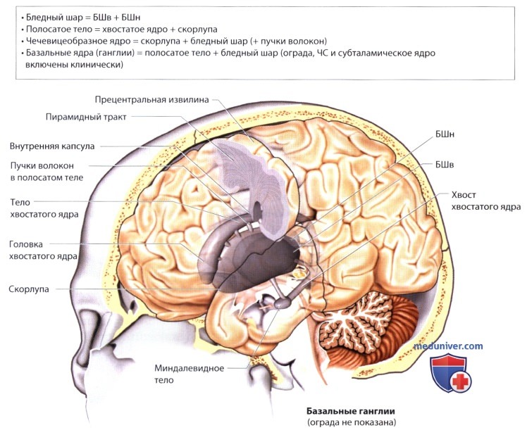 Основные структуры полушарий головного мозга