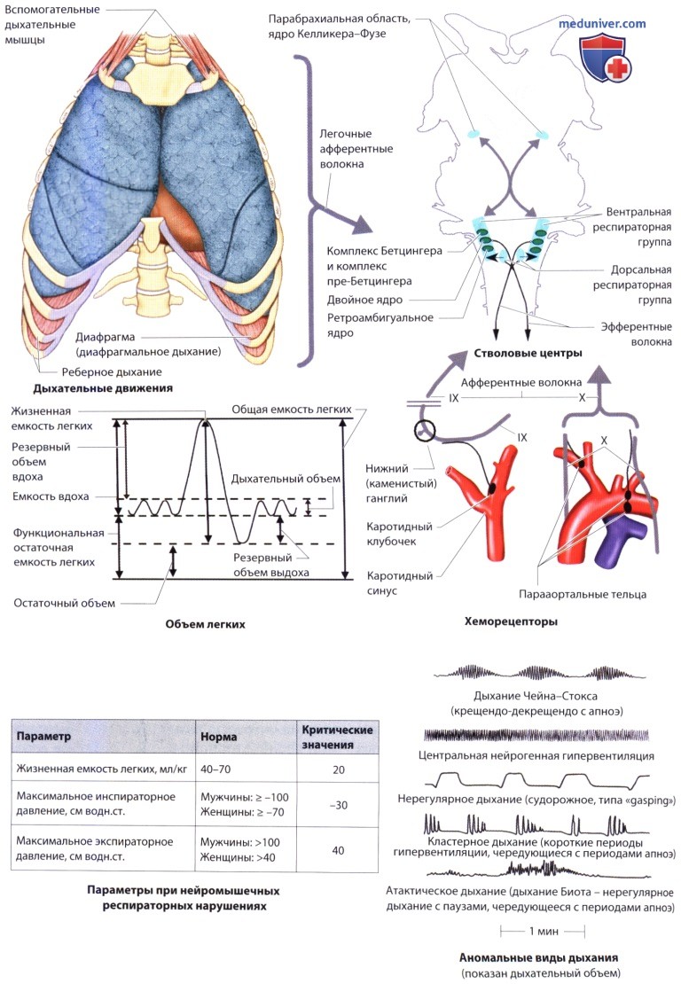 Регуляция дыхания - кратко об автономной нервной системе