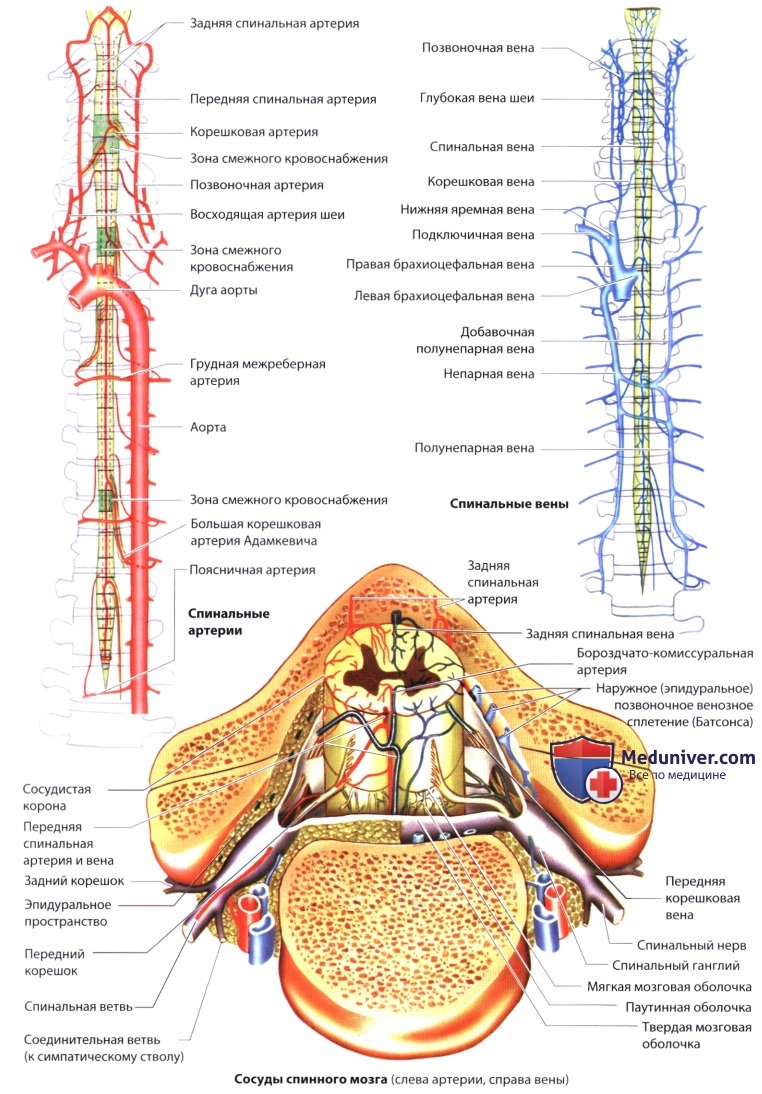 Схема спинального кровообращения (кровоснабжения спинного мозга)