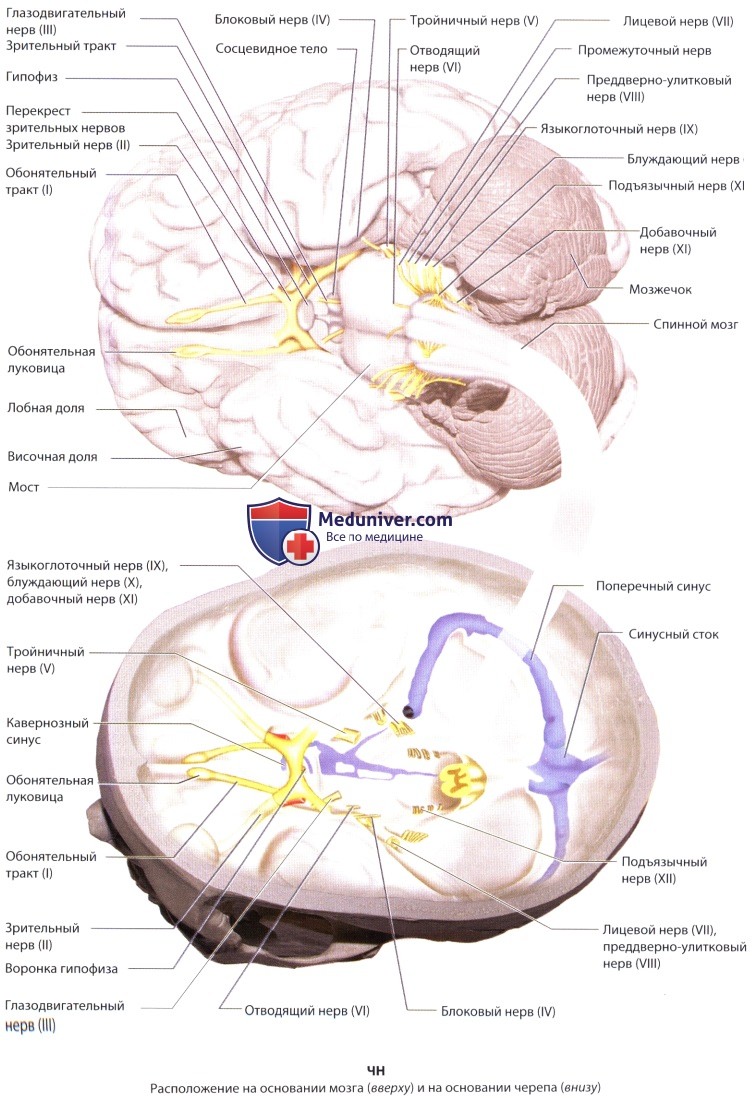 Нервы ствола головного мозга. 6 Пара черепных нервов в стволе мозга. Строение ствола головного мозга кт.