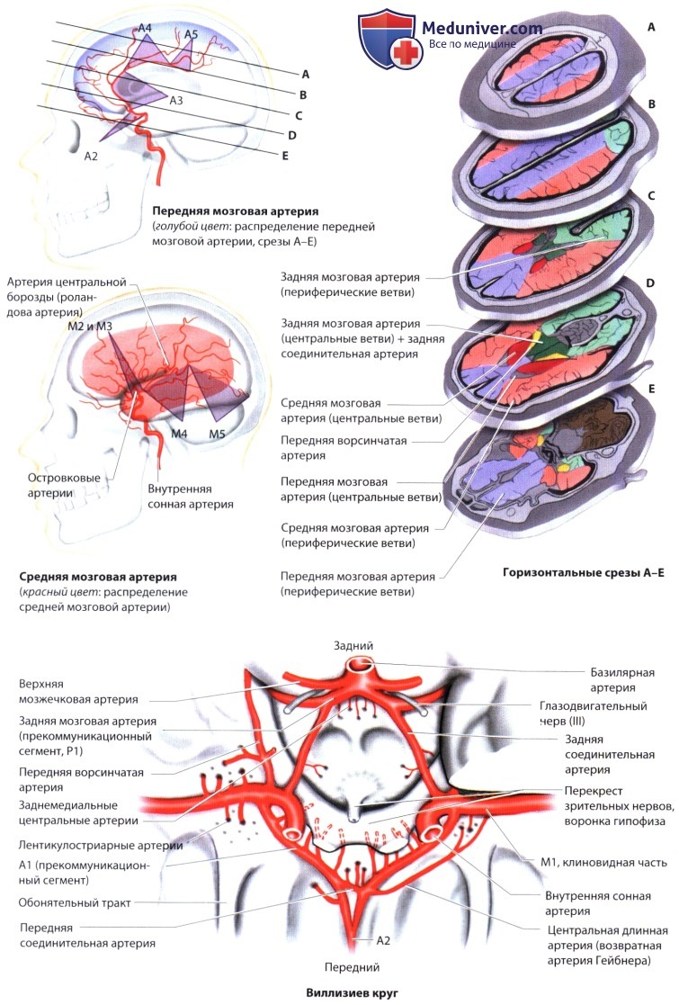 Артерии задних сегментов. Ветви средней мозговой артерии схема. Средняя мозговая артерия кровоснабжает доли. Левая средняя мозговая артерия кровоснабжает. Среднемозговая артерия сегменты.