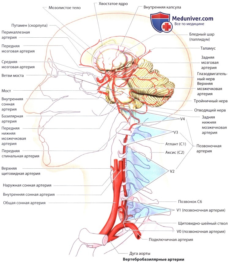 Вертебральная артерия фото