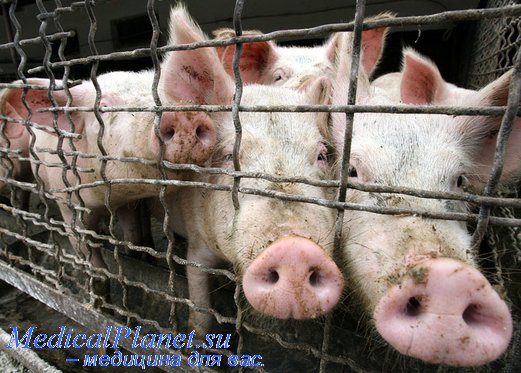 свиной грипп скоро в татарстане