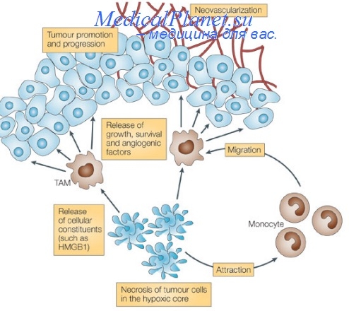 иммунотерапия в онкологии