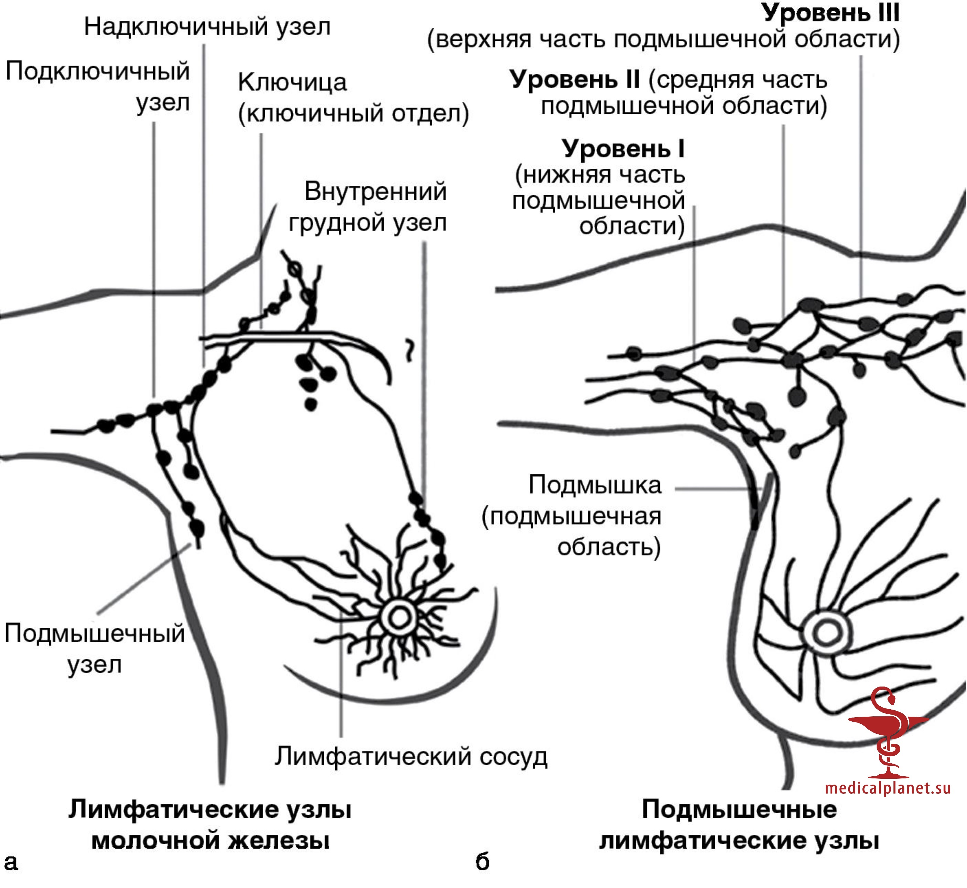 Индоцианиновый зеленый краситель в диагностике рака молочной железы
