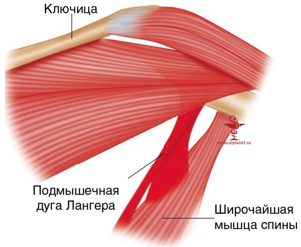 Хирургическая анатомия подмышечной диссекции при раке молочной железы