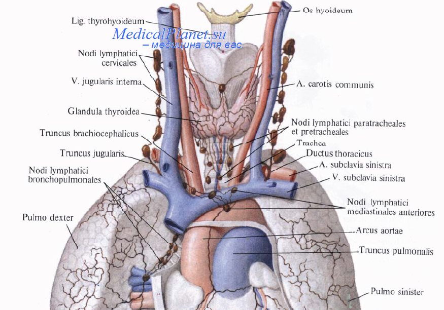 Лимфатические узлы миндалин