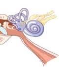 анатомия органа слуха