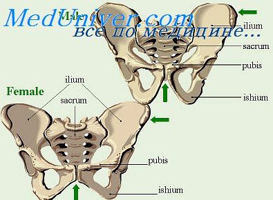 переломы костей таза