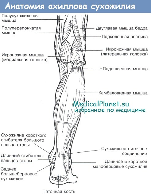 Нормальная анатомия ахиллова сухожилия