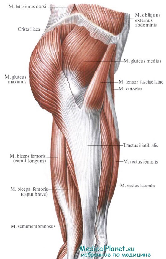 Бедренная мышца человека фото