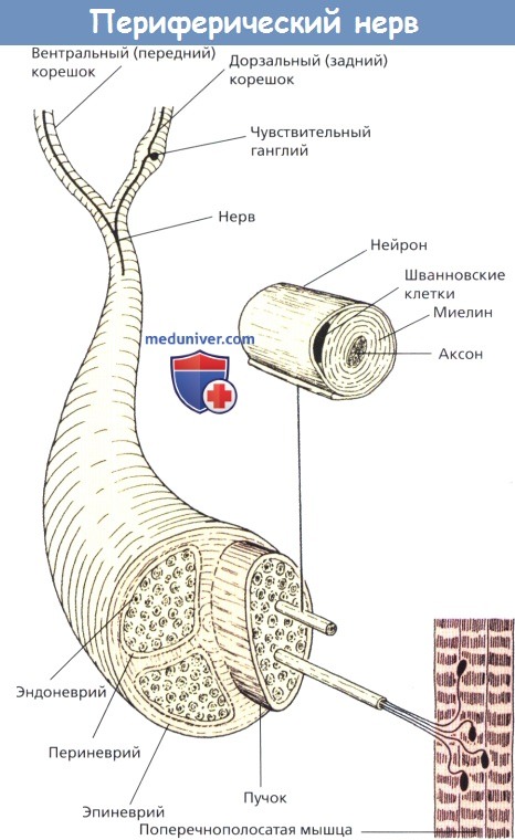 Строение нерва оболочки. Морфофункциональное строение периферического нерва.. Строение периферического нерва топографическая анатомия. Периферические нервы периневрий эндоневрий. Строение периферического нерва и его оболочек.