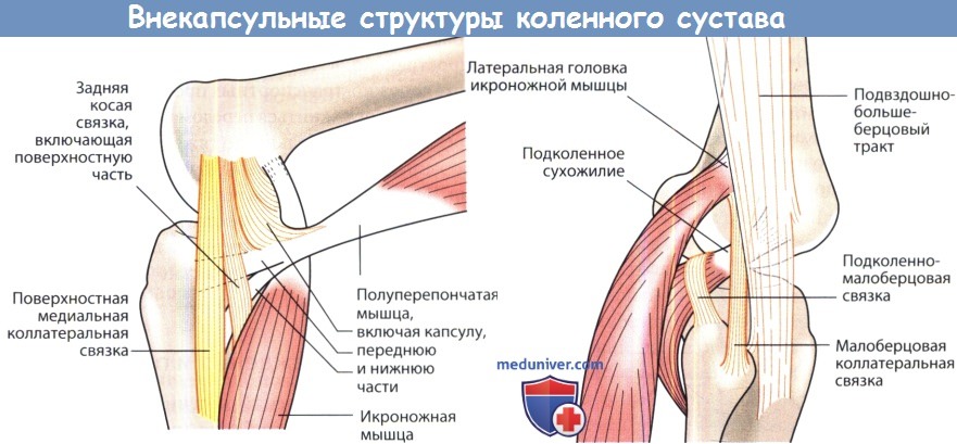 Внекапсульные структуры коленного сустава