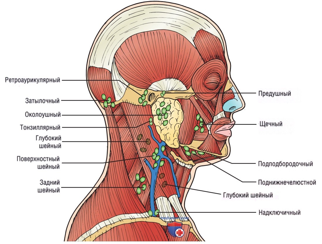 УЗИ лимфатических узлов головы и шеи у постели больного (на месте, point-of-care)