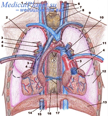 Две верхние полые вены. Легочные артерии анатомия. Ле¬Гоч¬ная ар¬те¬рия.
