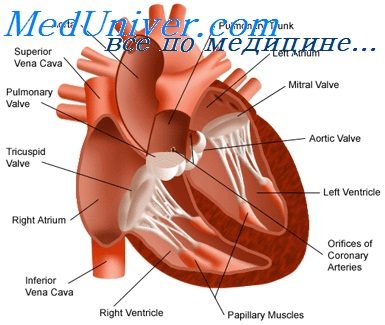 развитие болезней сердца