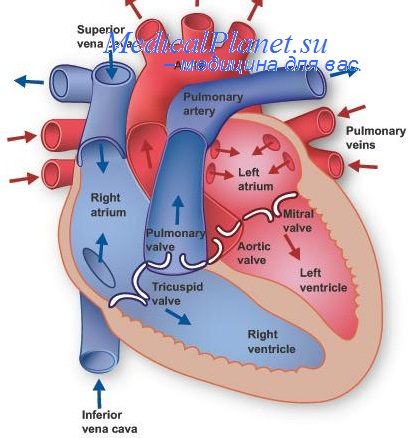 осложнения пункции сердца